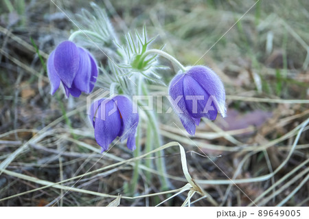 Purple prairie crocus spring flowers hovering over ground in the forest long dry grass Purple prairie crocus spring flowers hovering over ground in the forest long dry grass 89649005
