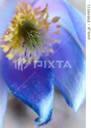 Prairie crocus spring flower center details with yellow stamens and blue petals macro 89649011