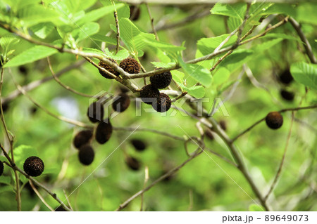 森の中イメージ 89649073