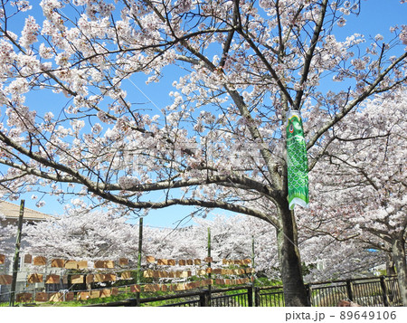 北九州市小倉南区の志井川桜並木と願い事を書いた絵馬 89649106