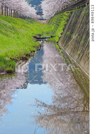 北九州市小倉南区の志井川桜並木と水面に映る桜 89649113