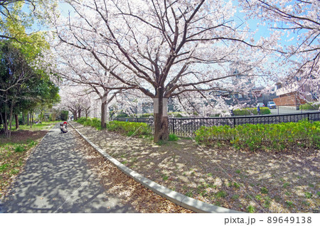 北九州市小倉南区の志井川沿いの桜並木を歩く親子 北九州市小倉南区の志井川沿いの桜並木を歩く親子 89649138