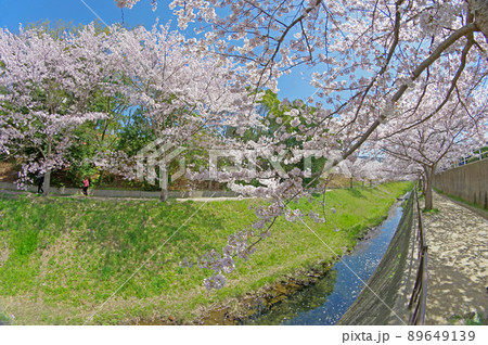 北九州市小倉南区の志井川沿いの桜並木を歩く人物 89649139
