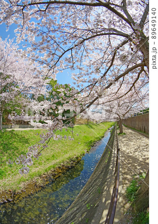 福岡県北九州市小倉南区の志井川沿いの桜並木 福岡県北九州市小倉南区の志井川沿いの桜並木 89649140