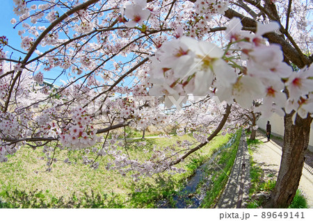 北九州市小倉南区の志井川沿いの桜並木と歩く人物 北九州市小倉南区の志井川沿いの桜並木と歩く人物 89649141