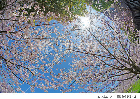 青空と満開の桜を見上げる光景 青空と満開の桜を見上げる光景 89649142