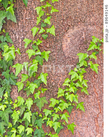 木をはう蔓性植物緑色の蔦アイビー 木をはう蔓性植物緑色の蔦アイビー 89649146