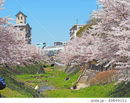 北九州市小倉南区の志井川沿いの桜並木とモノレール 89649151