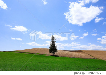 【北海道美瑛町】春のクリスマスツリーの木 89649278