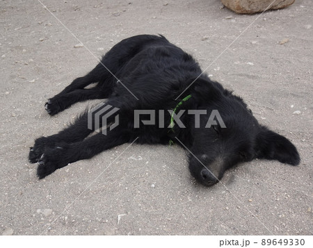 【ペルー】採石場 シラールートの地面で眠っている黒い犬（アレキパ） 89649330