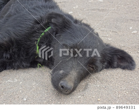 【ペルー】採石場 シラールートの地面で眠っている黒い犬（アレキパ） 89649331