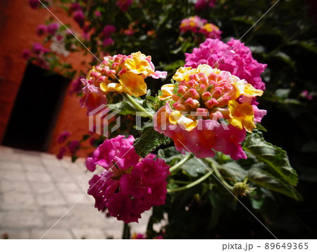 【ペルー】ピンク色と黄色のゼラニウムの花のクローズアップ（サンタ・カタリナ修道院　アレキパ） 89649365