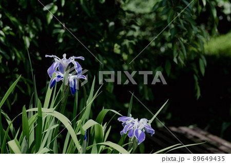 初夏のカキツバタの花 89649435