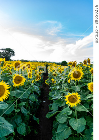 青空とひまわり 89650256