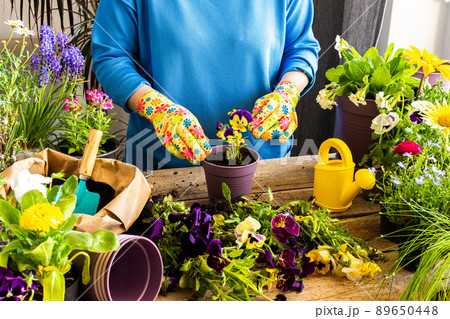 Woman transplanting a flower pansies 89650448