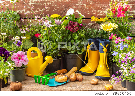 Planting decorative flowers 89650450