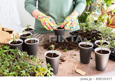 Pricking out in disposable paper cups 89650457
