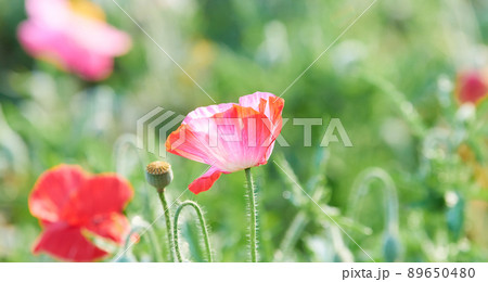 優しい色合いのポピーの花のアップ ワイド 優しい色合いのポピーの花のアップ ワイド 89650480
