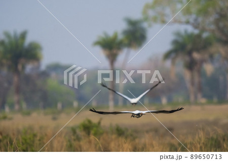 Wood Stork, in a marsh environment.Pantanal, Brazil Wood Stork, in a marsh environment.Pantanal, Brazil 89650713