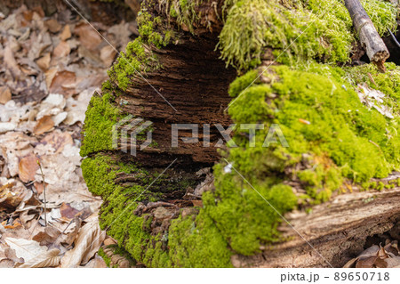 The stump is overgrown with moss. Close-up of a cutted mossy tree 89650718