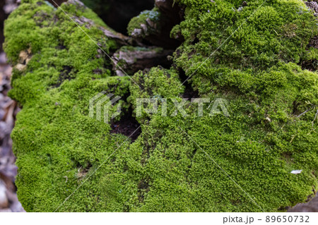 Top view of tree stump covered with moss in a dark forest Top view of tree stump covered with moss in a dark forest 89650732