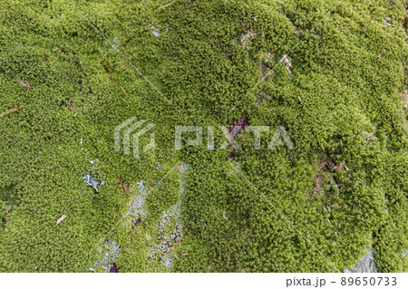 Close up of Moss on tree. Nature life background. Close Up of Tree Bark with Moss 89650733