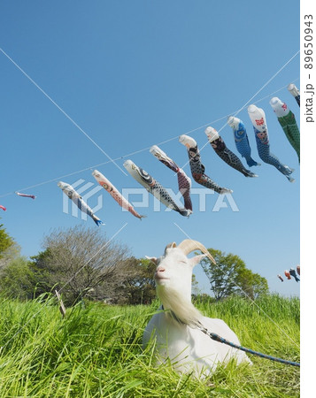 青空とヤギと鯉のぼり 青空とヤギと鯉のぼり 89650943