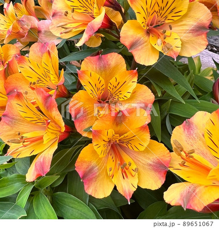 オレンジ色のアストロメリア、百合水仙、オレンジ色の花、オーレリア オレンジ色のアストロメリア、百合水仙、オレンジ色の花、オーレリア 89651067