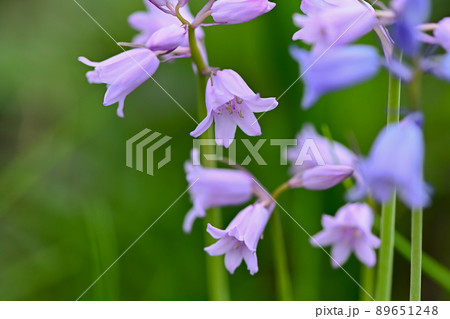 ツリガネズイセン ツリガネズイセン 89651248