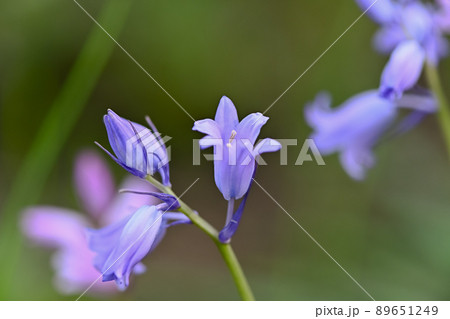 ツリガネズイセン 89651249