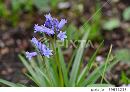 ツリガネズイセン 89651253