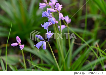 ツリガネズイセン ツリガネズイセン 89651254