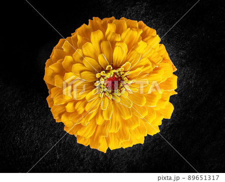One flower on a black background. Closeup. Nature. One flower on a black background. Closeup. Nature. 89651317