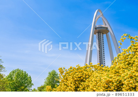 138タワーパーク、満開のモッコウバラ〈愛知県一宮市〉 89651333