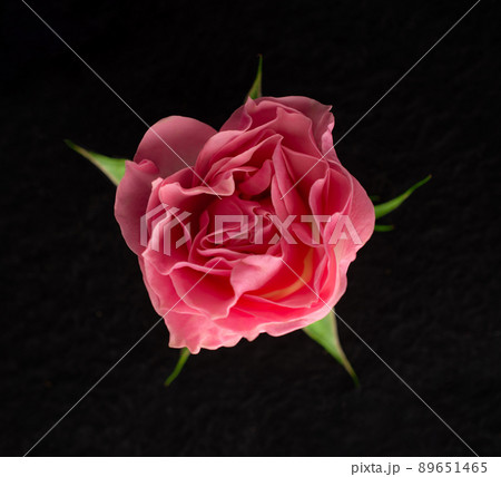 Studio shot of flower on a black background. Bright and beautiful flower. Studio shot of flower on a black background. Bright and beautiful flower. 89651465