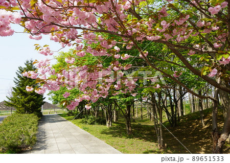 星観緑地の桜 89651533