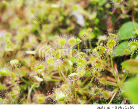 モウセンゴケの群落 89651560