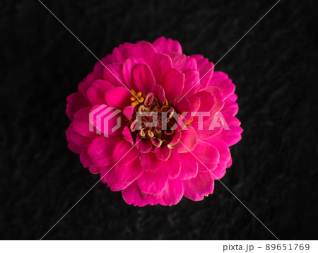 Studio shot of flower on black background. On a dark background. Studio shot of flower on black background. On a dark background. 89651769