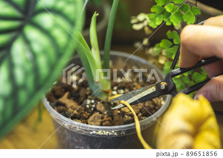 Cutting a yellow leaf of Alocasia Dragon Scale 89651856