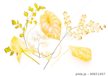 Bunch of yellowed leaves of different house plants Bunch of yellowed leaves of different house plants 89651907
