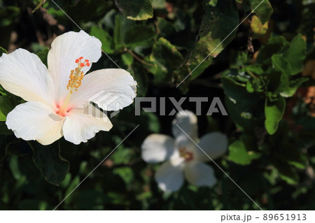 沖縄を代表する花ハイビスカス 89651913