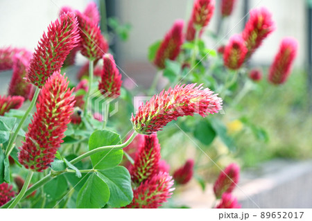 ストロベリーキャンドル 89652017