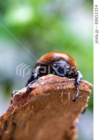 ヘラクレスオオカブト ヘラクレスオオカブト 89652354