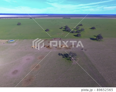 Cows and birds in flight, cattle egret flock, Pampas, Argentina Cows and birds in flight, cattle egret flock, Pampas, Argentina 89652565