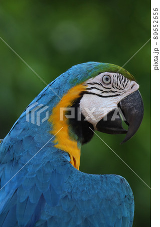Close up the blue macaw parrot bird in nature garden 89652656