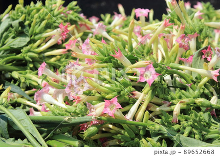 心止めで摘まれたタバコの花 89652668