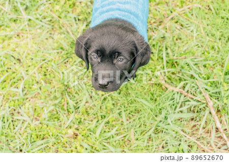 Labrador retriever puppy stands on the grass dressed in a blue sweater. Labrador on a walk. 89652670