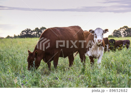 Cows raised with natural grass, Argentine meat production Cows raised with natural grass, Argentine meat production 89652682