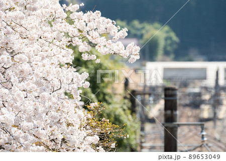 【南木曽駅】桜と南木曽駅 89653049