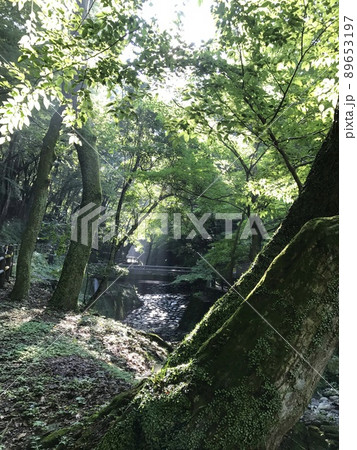 光が差し込む自然溢れる場所② 89653197